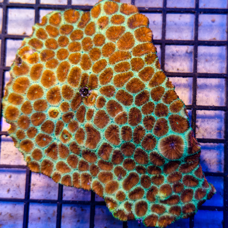 Favia Sp. - 2 Color 1 - A