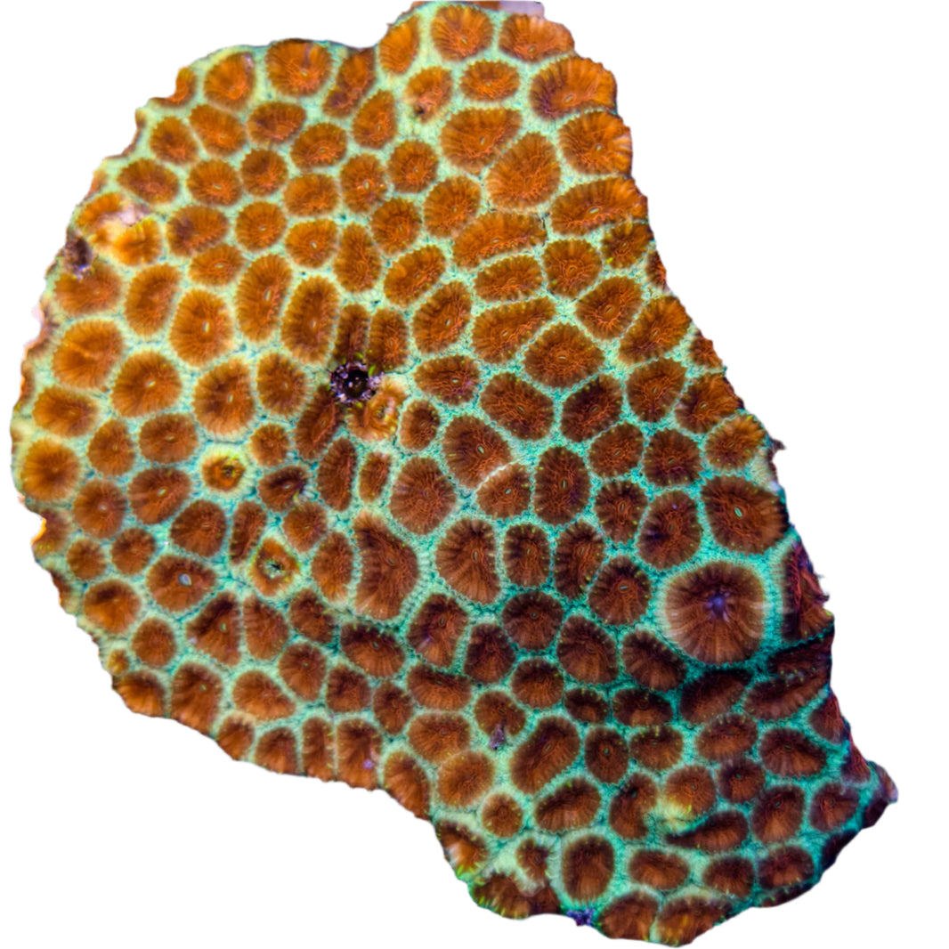 image Favia Sp. - 2 Color 1 - B