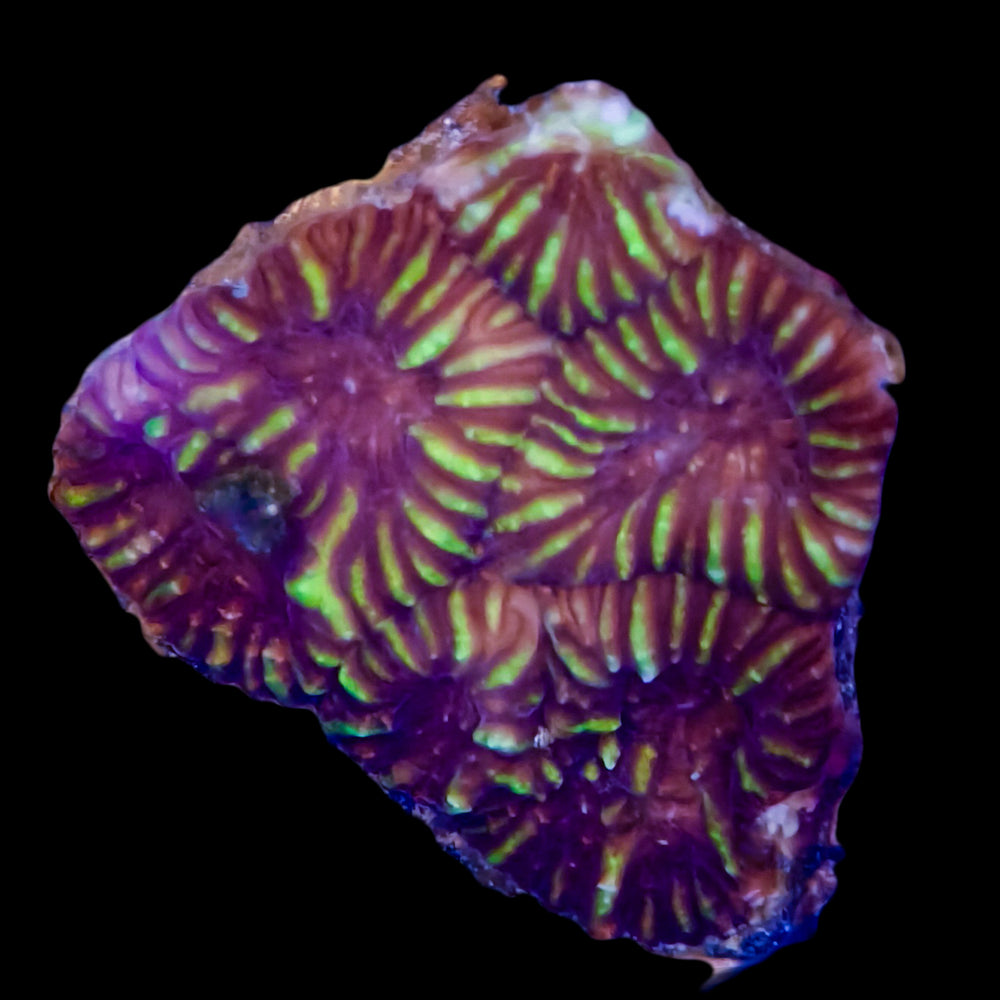 WYSIWYG Kiwi Bird Favia Coral Marine Concept Supply