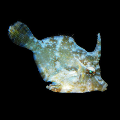 Matted Filefish (Aiptasia-Eating) 2"
