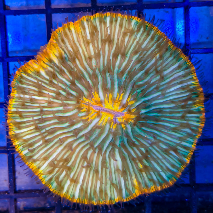 Fungia sp. Ring 1-A