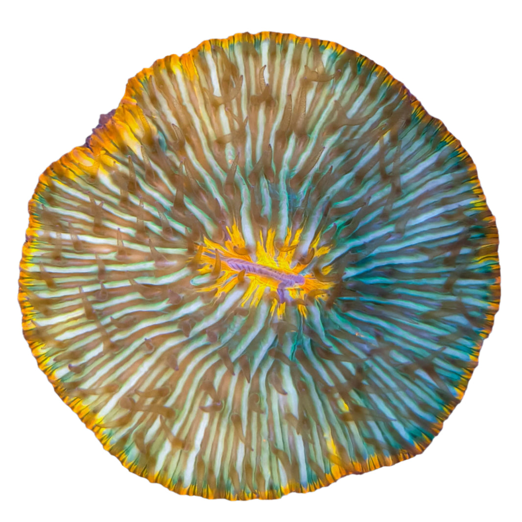 image Fungia sp. Ring 1-B
