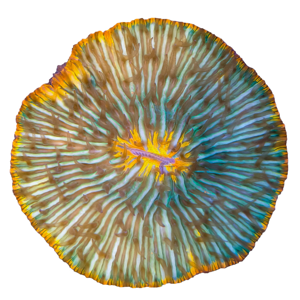 WYSIWYG Green Pumpkin Fungia Coral Marine Concept Supply