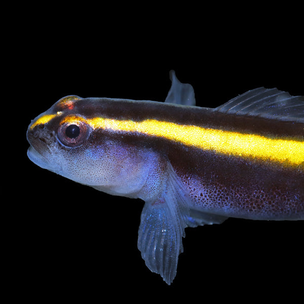 Elacatinus Figaro-Golden Cleaner Goby