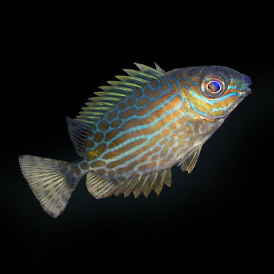 Golden-Lined Rabbitfish 2"