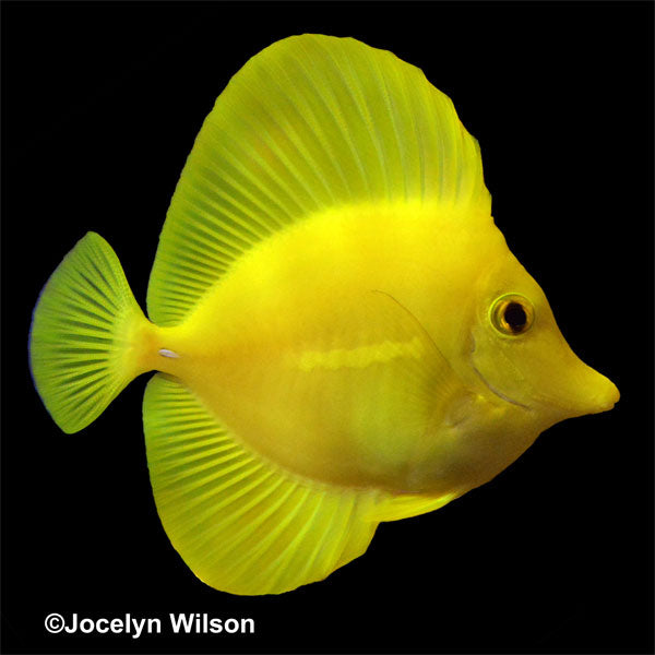 Hawaiian Yellow Tang 1.5"