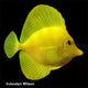 Hawaiian Yellow Tang 1.5"