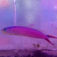 Hoplolatilus Purpureus - Purple Tilefish
