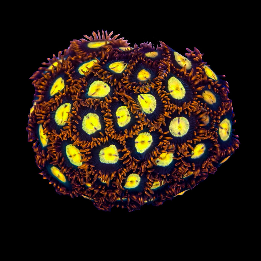 WYSIWYG Scrambled Eggs Zoanthid Marine Concept Supply