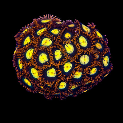 WYSIWYG Scrambled Eggs Zoanthid Marine Concept Supply