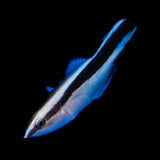 Labroides Dimidiatus - Bluestreak Cleaner Wrasse