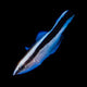Labroides Dimidiatus - Bluestreak Cleaner Wrasse