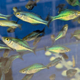 Melanotaenia Lacustris - Turquoise Rainbow