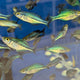 Melanotaenia Lacustris - Turquoise Rainbow