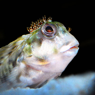 Molly Miller Blenny