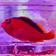 Neocirrhitus Armatus - Flame Hawk (Tahiti)