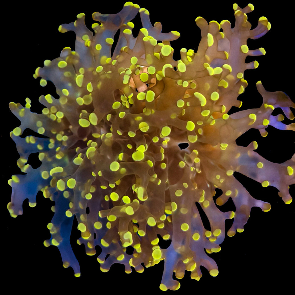 WYSIWYG Orange Frogspawn Coral Marine Concept Supply