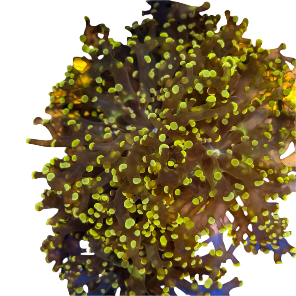 Orange Tip Frogspawn 1-B
