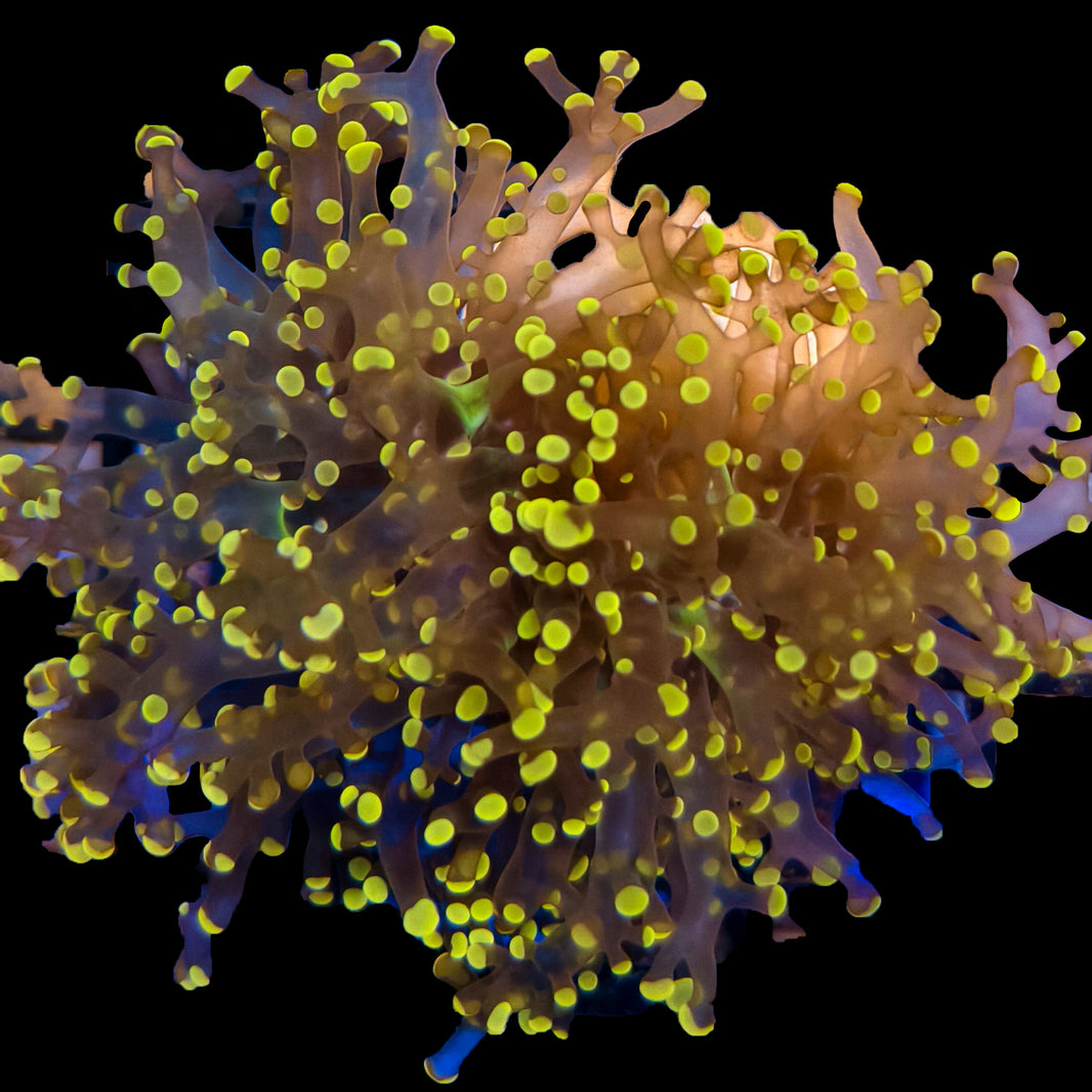 WYSIWYG Orange Frogspawn Coral Marine Concept Supply