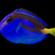 Paracanthurus Hepatus - Blue Tang - Yellow Belly