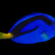 Paracanthurus Hepatus - Blue Tang