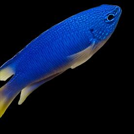 Pavo Damselfish