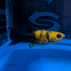 Poecilia Sphenops - Mix Lyretail Molly