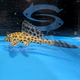 Pterygoplichthys Joselimaianus - Marble Sailfin Pleco