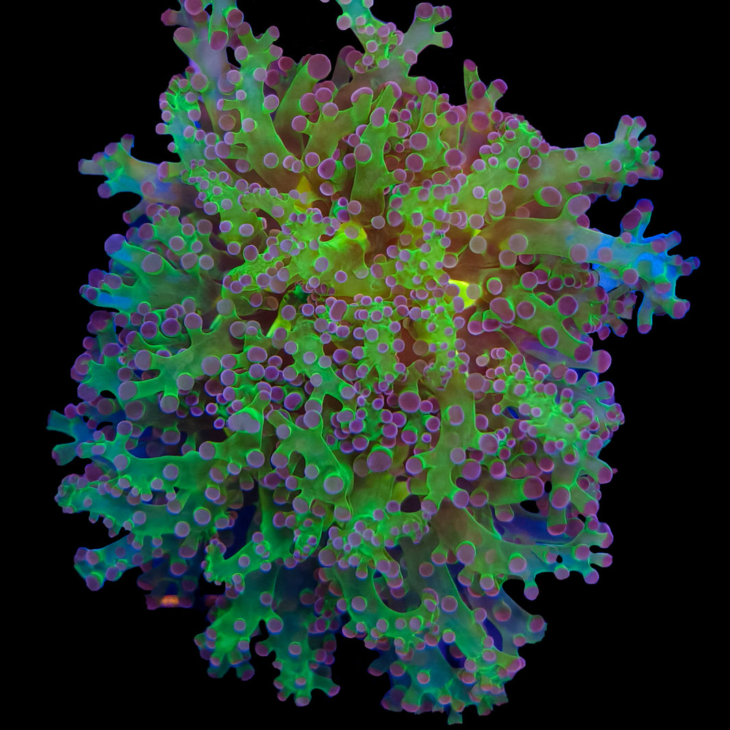 WYSIWYG Purple and Green Frogspawn Coral Marine Concept Supply