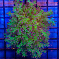 Purple Tip Frogspawn 1-A