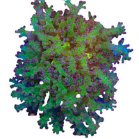 Purple_Tip_Frogspawn_1-B