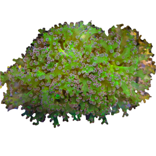 Purple Tip Frogspawn 5-B