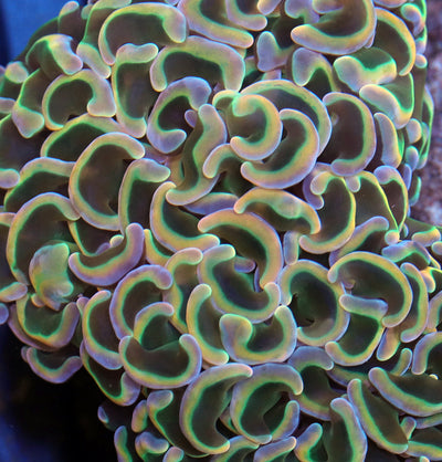 Wall Hammer Colony Neon Rainbow Mini Colony