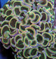 Wall Hammer Colony Neon Rainbow Mini Colony