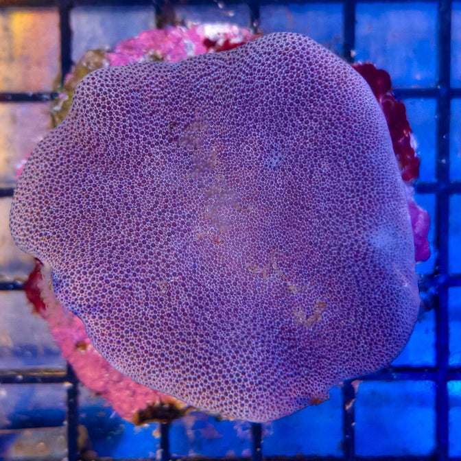 Saluwesi Leather Coral 2-A