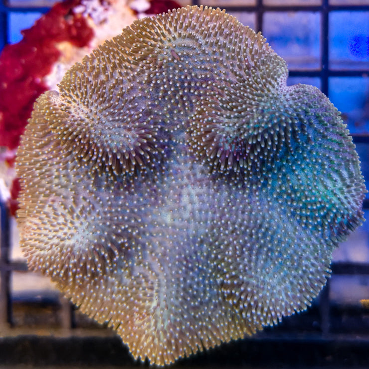 Saluwesi Leather Coral 3-A
