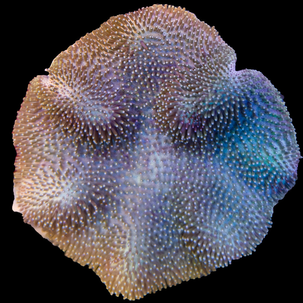 Green Crown Saluwesi Leather Coral Marine Concept Supply