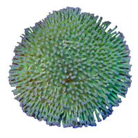 Toadstool Leather Coral 1-B