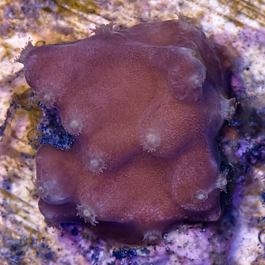 Turbinaria1-A