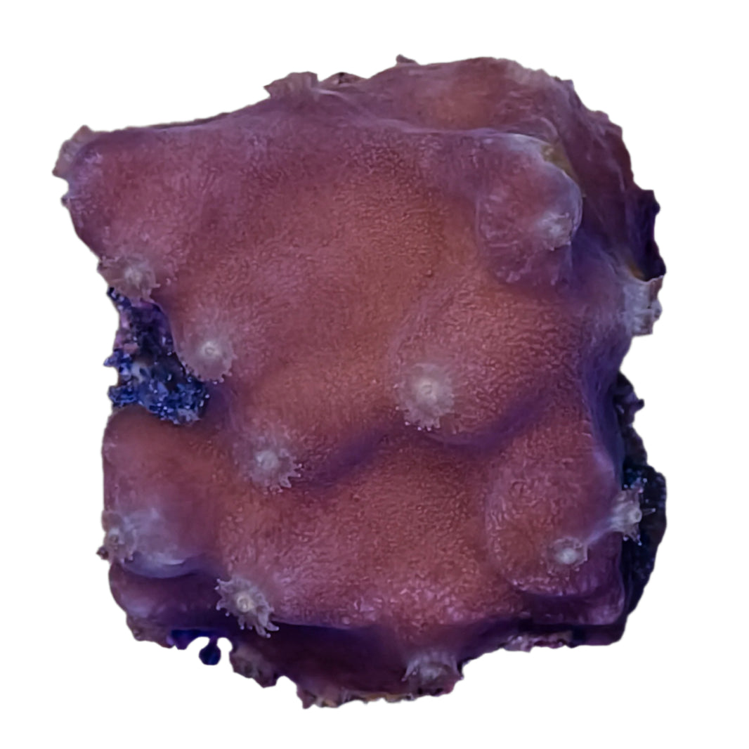 image Turbinaria1-B