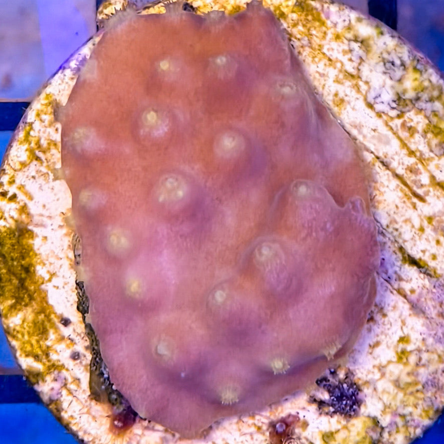 Turbinaria2-A