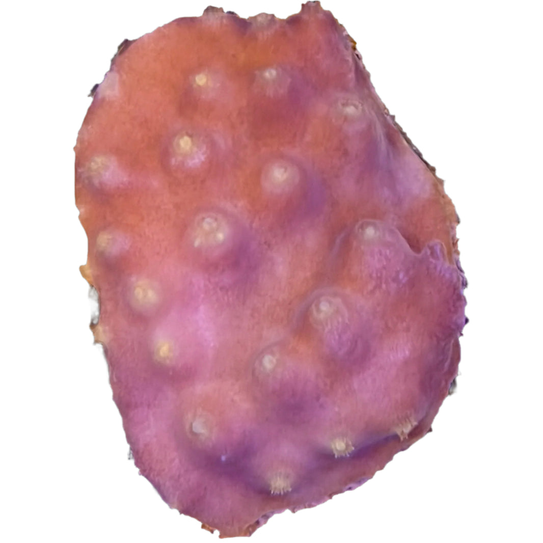 image Turbinaria2-B