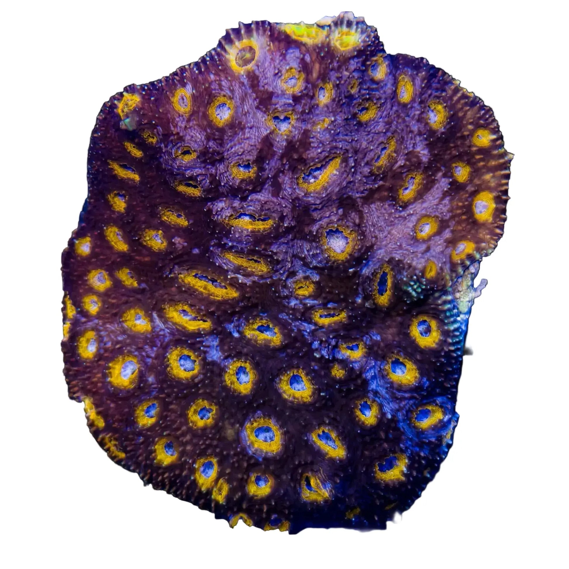 WYSIWYG Acan Echinata Coral Marine Concept Supply
