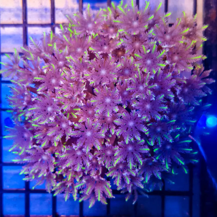 C Clavularia - Green Clove Polyp Coral 1-A