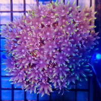C Clavularia - Green Clove Polyp Coral 1-A