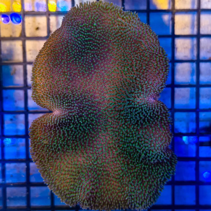 Saluwesi Leather Coral 1-A