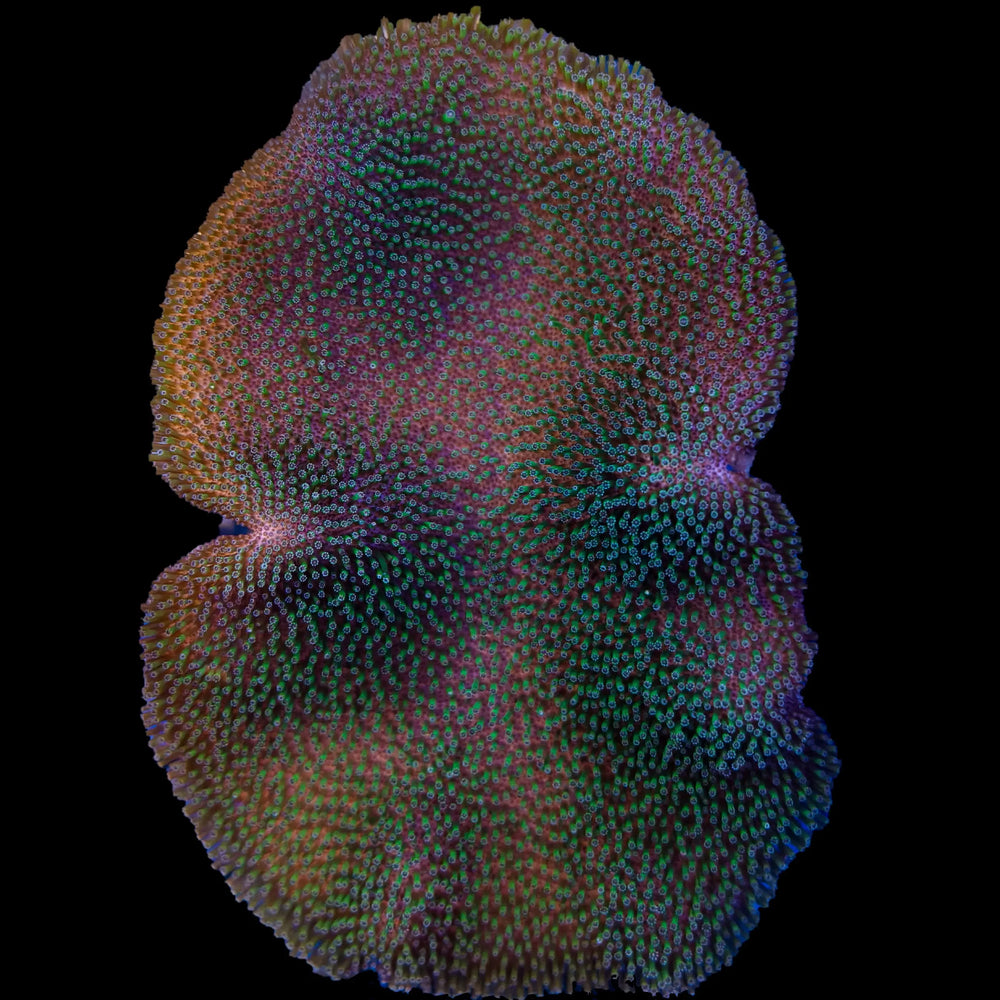 Saluwesi Leather Coral 1-B
