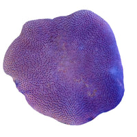 Saluwesi Leather Coral 2-B