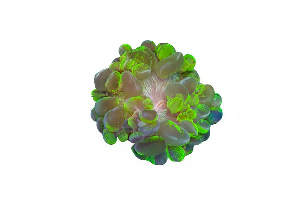 WYSIWYG Electric Green Bubble Coral Marine Concept Supply