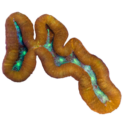 WYSIWYG Gold and Blue Lobophyllia Coral Marine Concept Supply